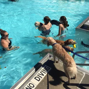 More than 325 dogs at the pool