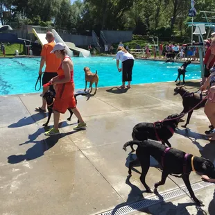 Dogs having fun