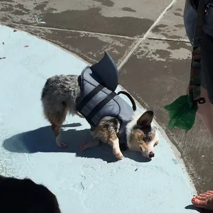 Land shark at the pool