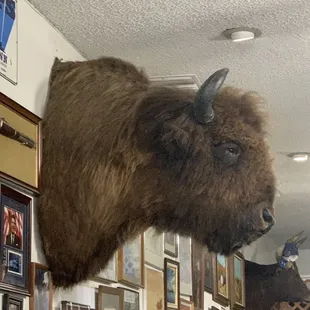 Like a Natural History Museum...Magnificent Creature!