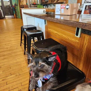 Inclusive coffee shop!