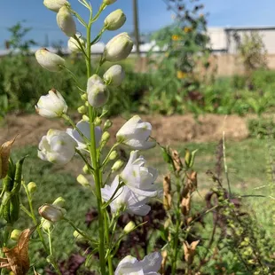 Garden in full spring bloom