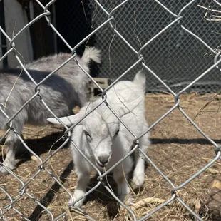 Baby goat