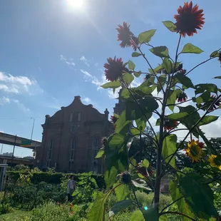 Sunflowers in the outdoor area