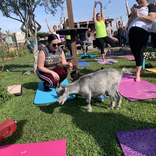 Baby goat yoga