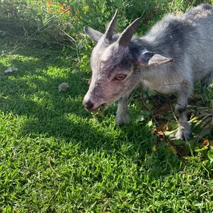 Baby goat at Baby Goat Yoga