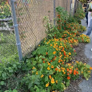 Nasturtium blooming just outside the entry