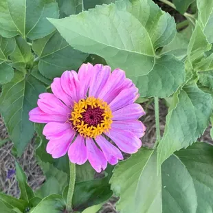 Zinnia