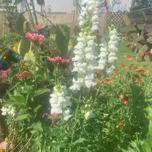 Spring blooms in the garden, amazing place to do baby goat yoga