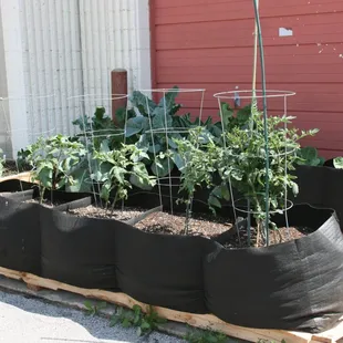 Growing plants in Smart Pot containers! We have lots of sizes available.