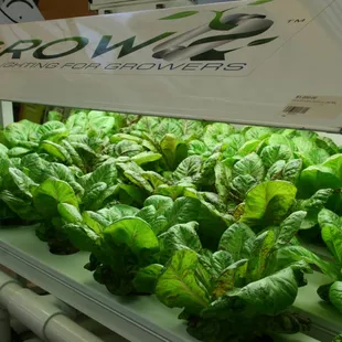 Hydroponic Lettuce grown in a NFT system using one of the best lights in the world, iGROW Induction!