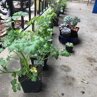 Various organic herbs and edible plants with some beautiful succulents