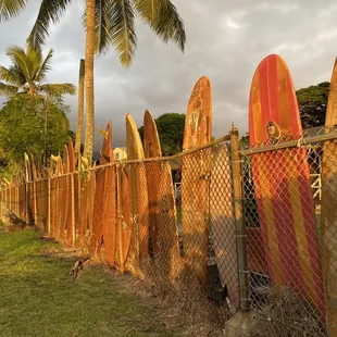 Surfboard fence at the house next to the county park across the stree