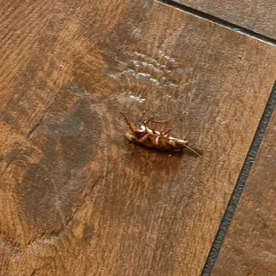 The place is with cockroaches all over the place, it&apos;s easy to find them