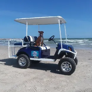 Max at the beach