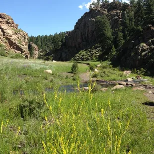 The creek and the meadow