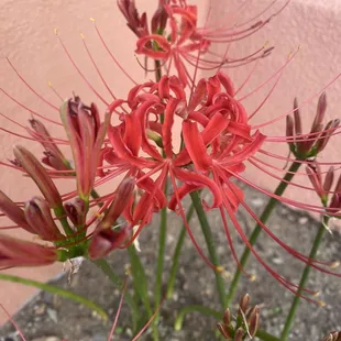 Beautiful flowers outside
