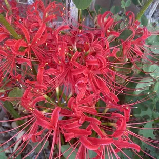 Beautiful flowers outside