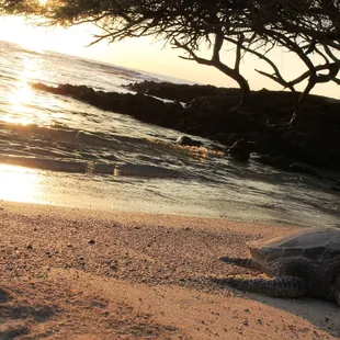 Honu at the lagoon at Paradise Cove.