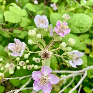 There are choke berries everywhere