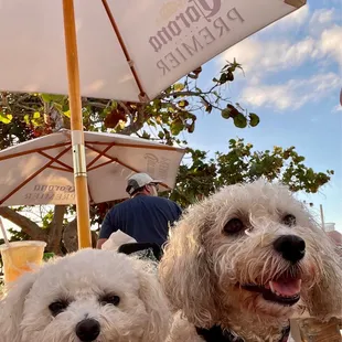 Yes, it&apos;s pet friendly!