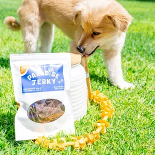 a dog sniffing a bag of treats
