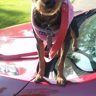 Roxie my little girl