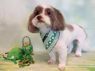 Fairy Tales Pet Groomers