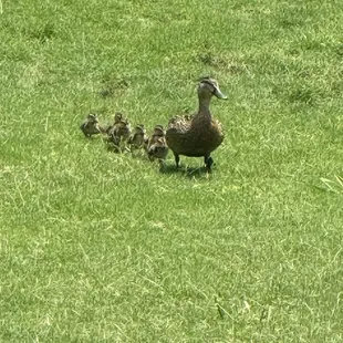 Little duckies frequent the lakes