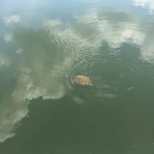 Just a turtle in the water. Pretty cool to see