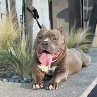 Benji outside greeting other customers