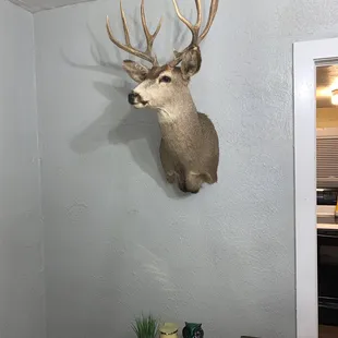 This is Leonard... beautiful taxidermy we bought from Paramount!