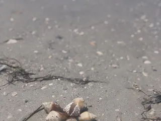 Egmont Key Boat Cruise