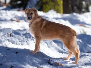 Angels Camp Rv & Camping Resort