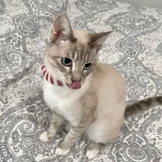 Lisa J.