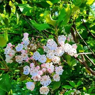 Gentle 3/4 mile trail around Lake Placid: Mountain Laurel
