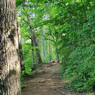 Gentle 3/4 mile trail around Lake Placid