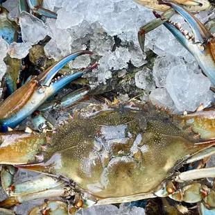 Beautiful #1 Blue Crabs  from Lake Pontchartrain