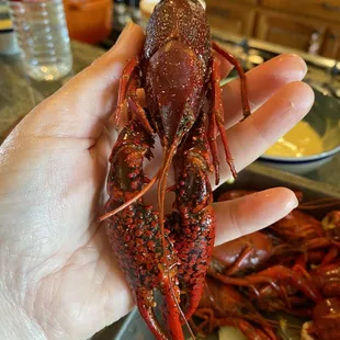 The majority of my bag of crawfish was this size