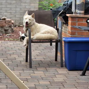 My should have been white Husky