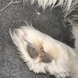 He cut her nail-you can see her quick