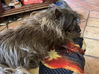 Shag Chic Grooming