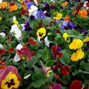 Quality plants