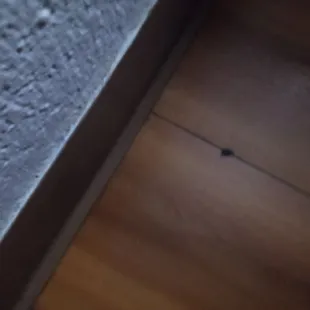 Bugs