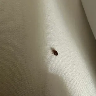 BUGS IN THE BED DO NOT GO TO MOTEL 6 in Tracy Ca behind Dennys