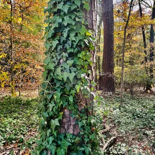 Ivy climbing all over this tree