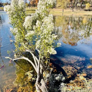 Tree growing sideways and into the lake