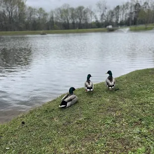 Duck pond