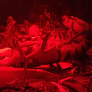 Tank of dead lobsters
