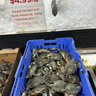 Live crabbies!